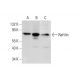 Raftlin Antibody (E-11) - Western Blotting - Image 320243 