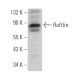 Raftlin Antibody (E-11) - Western Blotting - Image 366821 