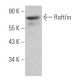 Raftlin Antibody (E-11) - Western Blotting - Image 366829