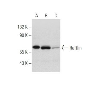 Raftlin Antibody (H-3) - Western Blotting - Image 333714