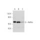 Raftlin Antibody (H-3) - Western Blotting - Image 333714