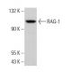 RAG-1 Antibody (D-5) - Western Blotting - Image 382326