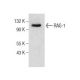 western blotting image from recommended RAG-1 (D-5) monoclonal antibody replacement. Image 281802
