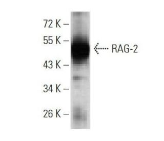 western blotting image from recommended RAG-2 (4D5C7) monoclonal antibody replacement. Image 358252