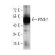 western blotting image from recommended RAG-2 (4D5C7) monoclonal antibody replacement. Image 358252
