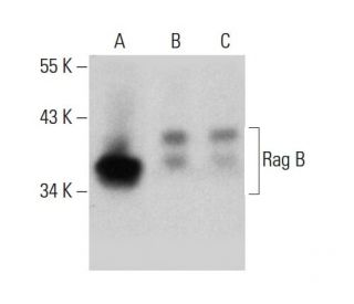 Rag B Antibody (2B8) - Western Blotting - Image 384278 