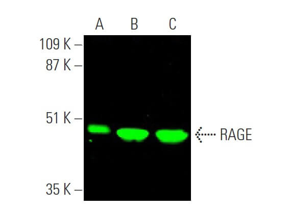 確認用 RAGE Antibody (A-9) | SCBT - Santa Cruz Biotechnology
