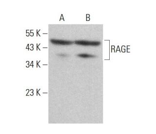 RAGE Antibody (A-9) | SCBT - Santa Cruz Biotechnology