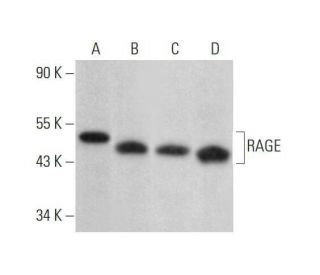RAGE Antibody (A11) - Western Blotting - Image 353151