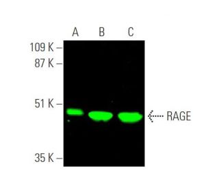 RAGE Antibody (A-9) - Western Blotting - Image 372674