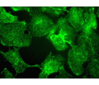 RAI3 Antibody (A-11) - Immunofluorescence - Image 377925 