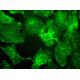 RAI3 Antibody (A-11) - Immunofluorescence - Image 377925 
