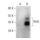 RAI3 Antibody (A-11) - Western Blotting - Image 287499 