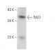RAI3 Antibody (A-11) - Western Blotting - Image 371579