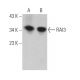 RAI3 Antibody (F-3) - Western Blotting - Image 367408