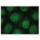 RAIDD Antibody (B-1) - Immunofluorescence - Image 150375 