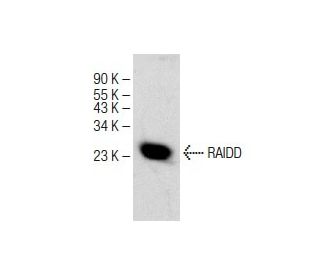 RAIDD Antibody (B-1) - Western Blotting - Image 150643 