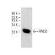 RAIDD Antibody (B-1) - Western Blotting - Image 150643 
