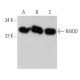 RAIDD Antibody (B-1) - Western Blotting - Image 367420
