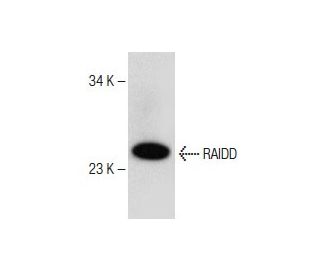 RAIDD Antibody (D-12) - Western Blotting - Image 150644
