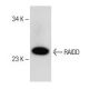 RAIDD Antibody (D-12) - Western Blotting - Image 150644