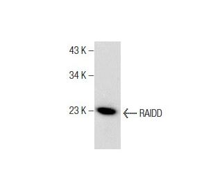 RAIDD Antibody (G-7) - Western Blotting - Image 281765 