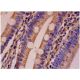 Ral A Antibody (F-5) - Immunohistochemistry - Image 286455 