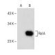 Ral A Antibody (F-5) - Western Blotting - Image 150664