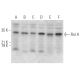Ral A Antibody (F-5) - Western Blotting - Image 374986 