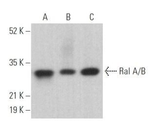 Ral A/B Antibody (E-7) - Western Blotting - Image 374988 