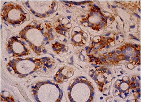 Anti-Ral A/B Antibody (F-2) | SCBT - Santa Cruz Biotechnology