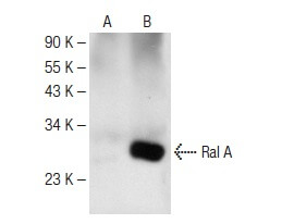 Anti-Ral A/B Antibody (F-2) | SCBT - Santa Cruz Biotechnology