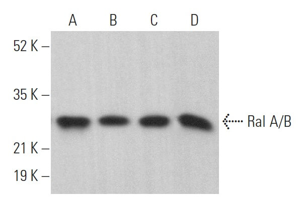 Anti-Ral A/B Antibody (F-2) | SCBT - Santa Cruz Biotechnology