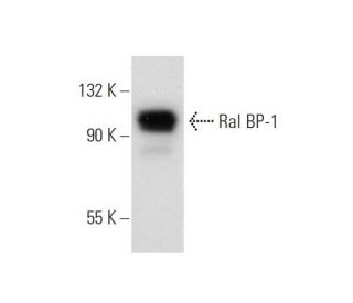 Ral BP-1 Antibody (H-10) - Western Blotting - Image 60126 