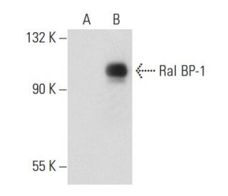 Ral BP-1 (H-10): sc-48337. Western blot analysis of Ral BP-1 expression in non-transfected: sc-117752 (A) and mouse Ral BP