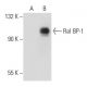 Ral BP-1 (H-10): sc-48337. Western blot analysis of Ral BP-1 expression in non-transfected: sc-117752 (A) and mouse Ral BP