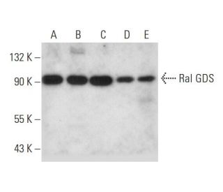 Ral GDS Antibody (C-11) - Western Blotting - Image 298582 