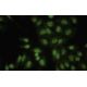 Ral GPS2 Antibody (FE-63) - Immunofluorescence - Image 35486