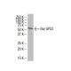 Ral GPS2 Antibody (FE-63) - Western Blotting - Image 33549 