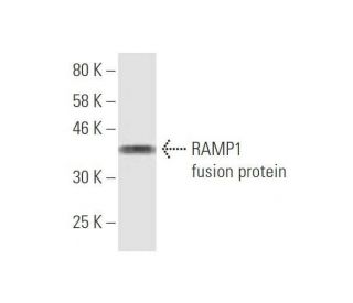 RAMP1 Antibody (3B9) - Western Blotting - Image 349020