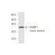 RAMP1 Antibody (3B9) - Western Blotting - Image 349020