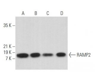 RAMP2 Antibody (B-5) - Western Blotting - Image 357204 