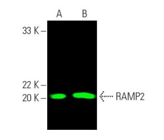 RAMP2 Antibody (B-5) - Western Blotting - Image 389464