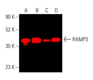 ramp3-antibody-g-1-western-