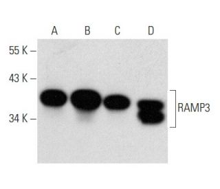 western blotting image from recommended RAMP3 (G-1) monoclonal antibody replacement. Image 358372