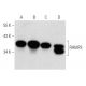 western blotting image from recommended RAMP3 (G-1) monoclonal antibody replacement. Image 358372