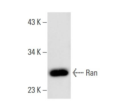 Ran Antibody (A-7) | SCBT - Santa Cruz Biotechnology