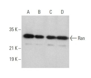 western blotting image from recommended Ran (A-7) monoclonal antibody replacement. Image 359678