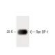 Ran BP-1 Antibody (35) - Western Blotting - Image 60429 