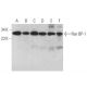 western blotting image from recommended Ran BP-1 (E-9) monoclonal antibody replacement. Image 358906